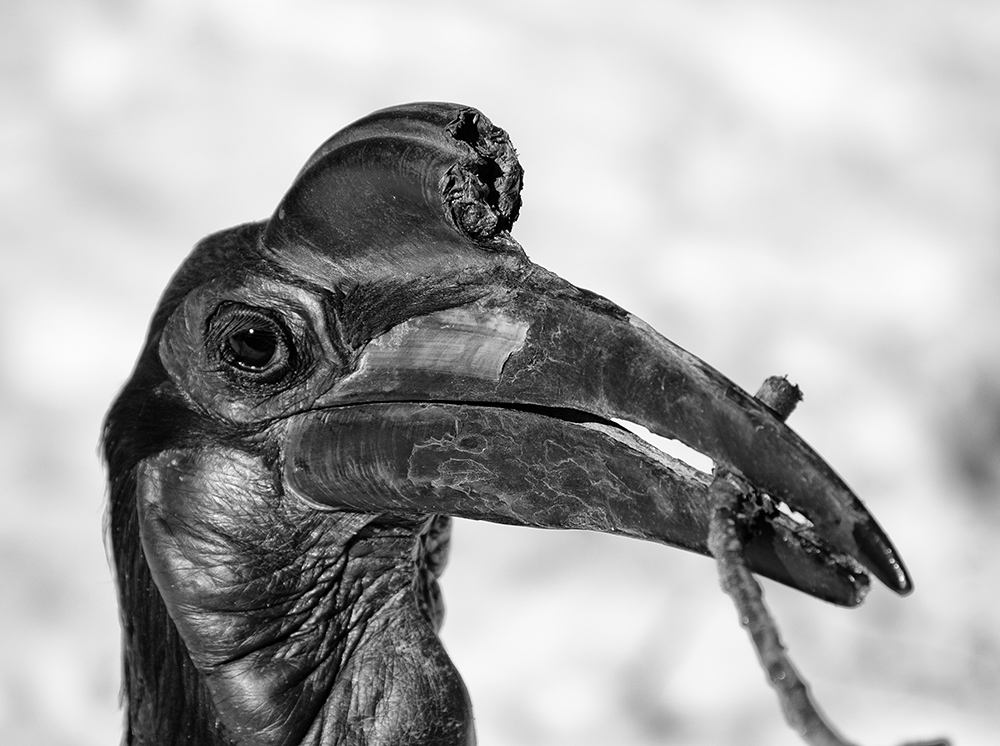 Komischer Vogel von Ludwig Abele 