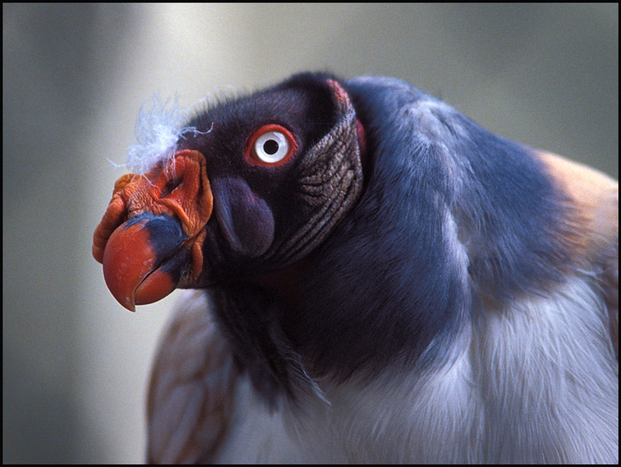 Komischer Vogel