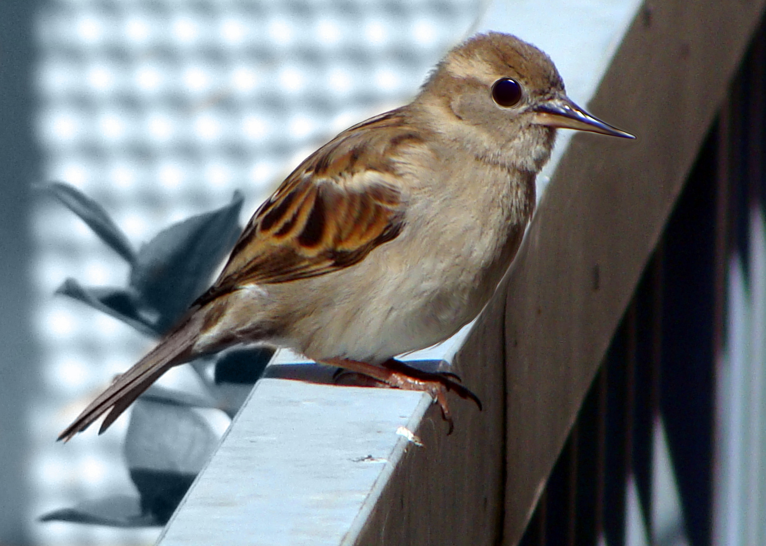 Komischer Vogel