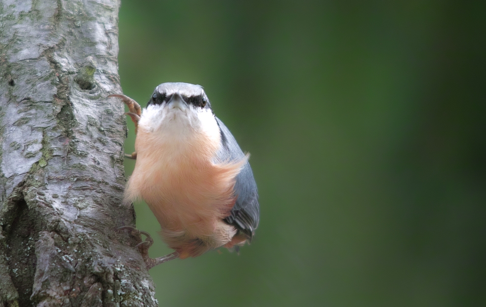 komischer Vogel