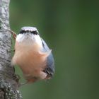 komischer Vogel