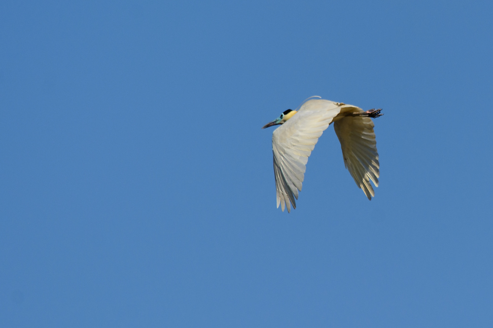 komischer Vogel