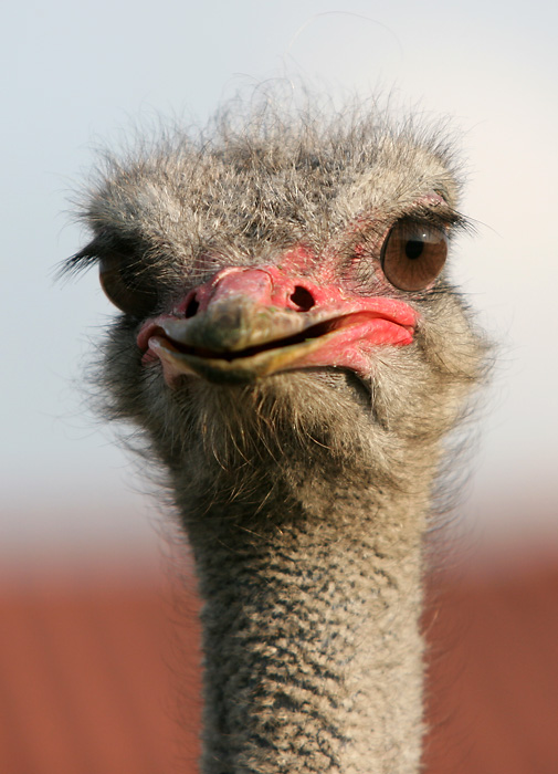 komischer Vogel&hellip; Foto & Bild | tiere, zoo, wildpark & falknerei