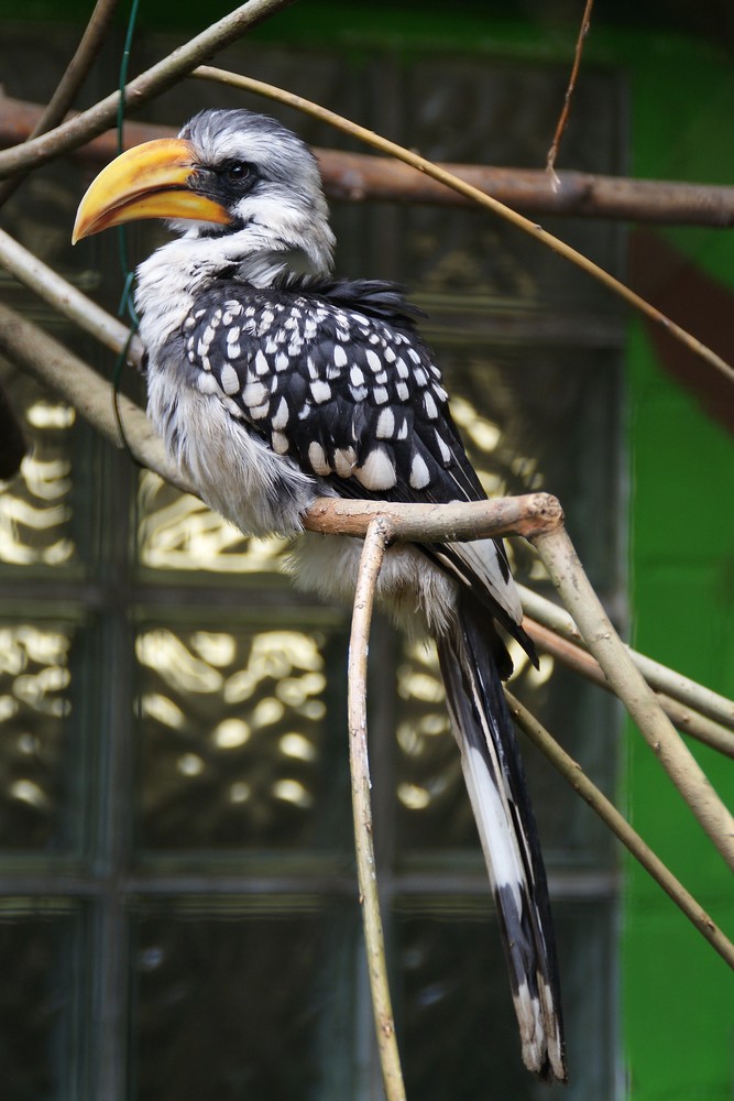 Komischer Vogel