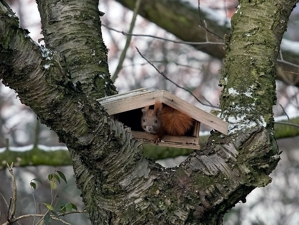 Komischer Vogel