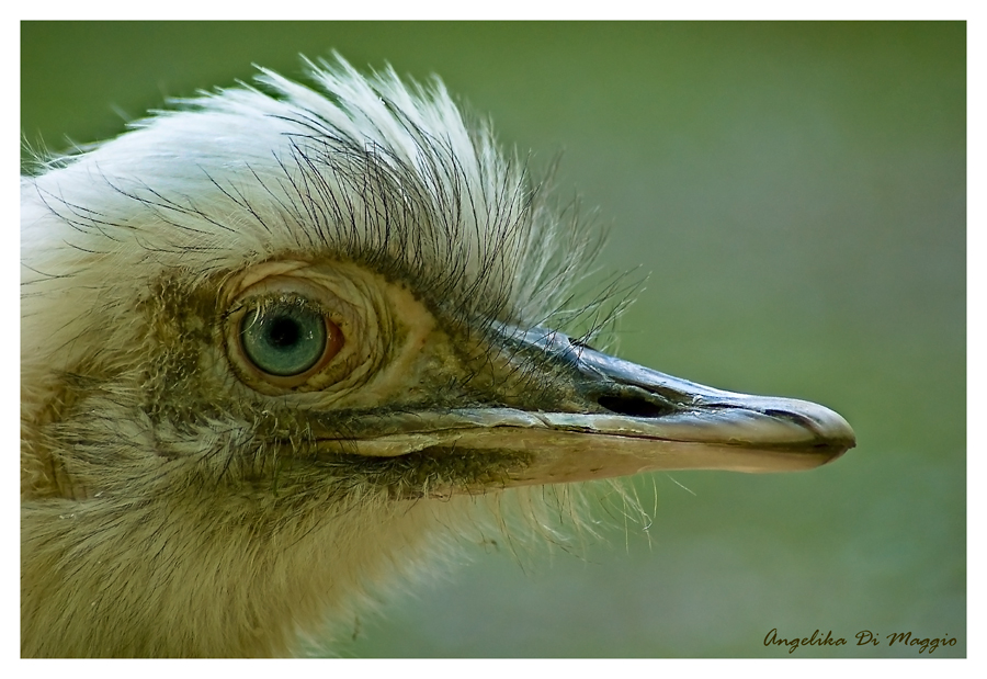 Komischer Vogel