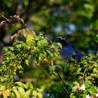 komischer Vogel