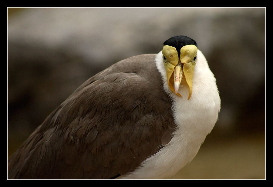 komischer Vogel