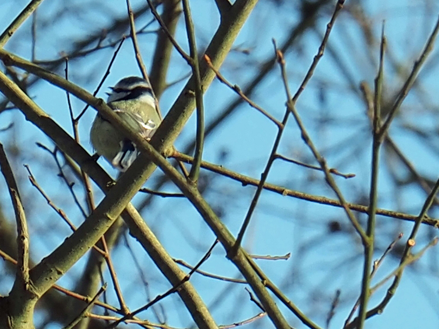 Komischer Vogel