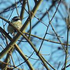 Komischer Vogel