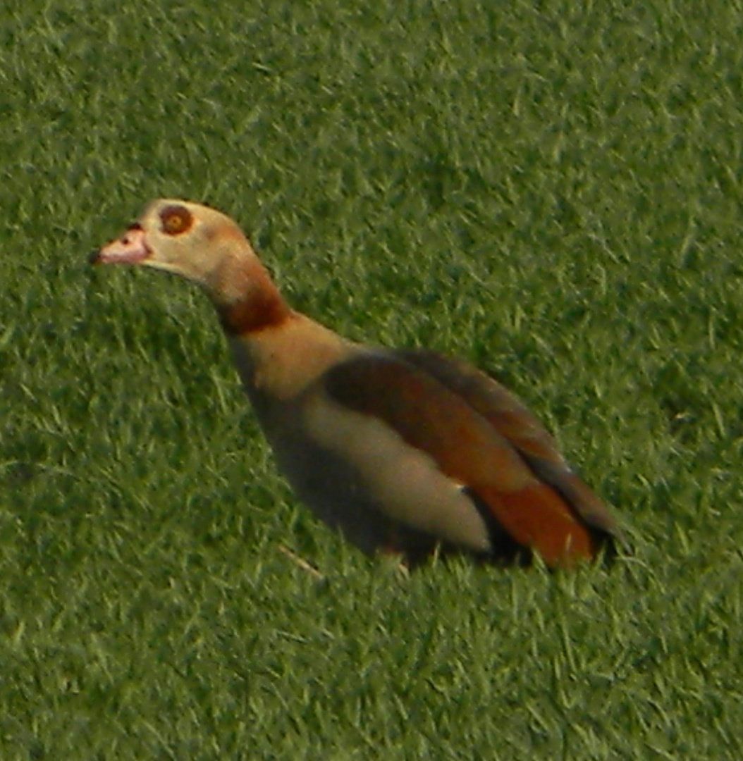 Komischer Vogel