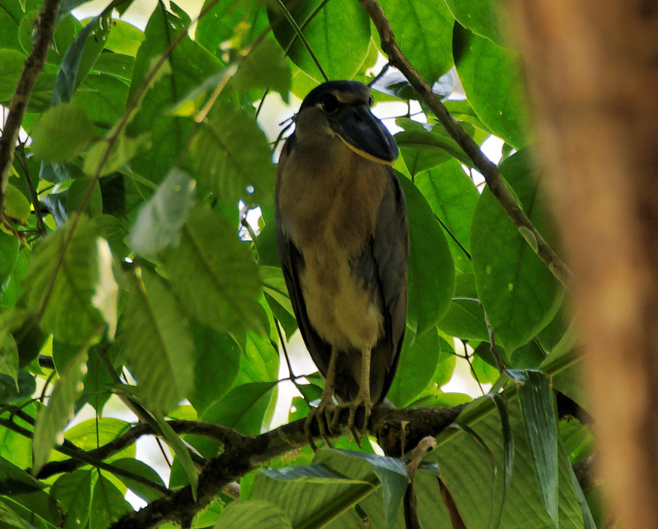 Komischer Vogel