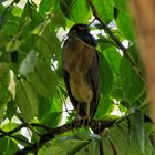 Komischer Vogel