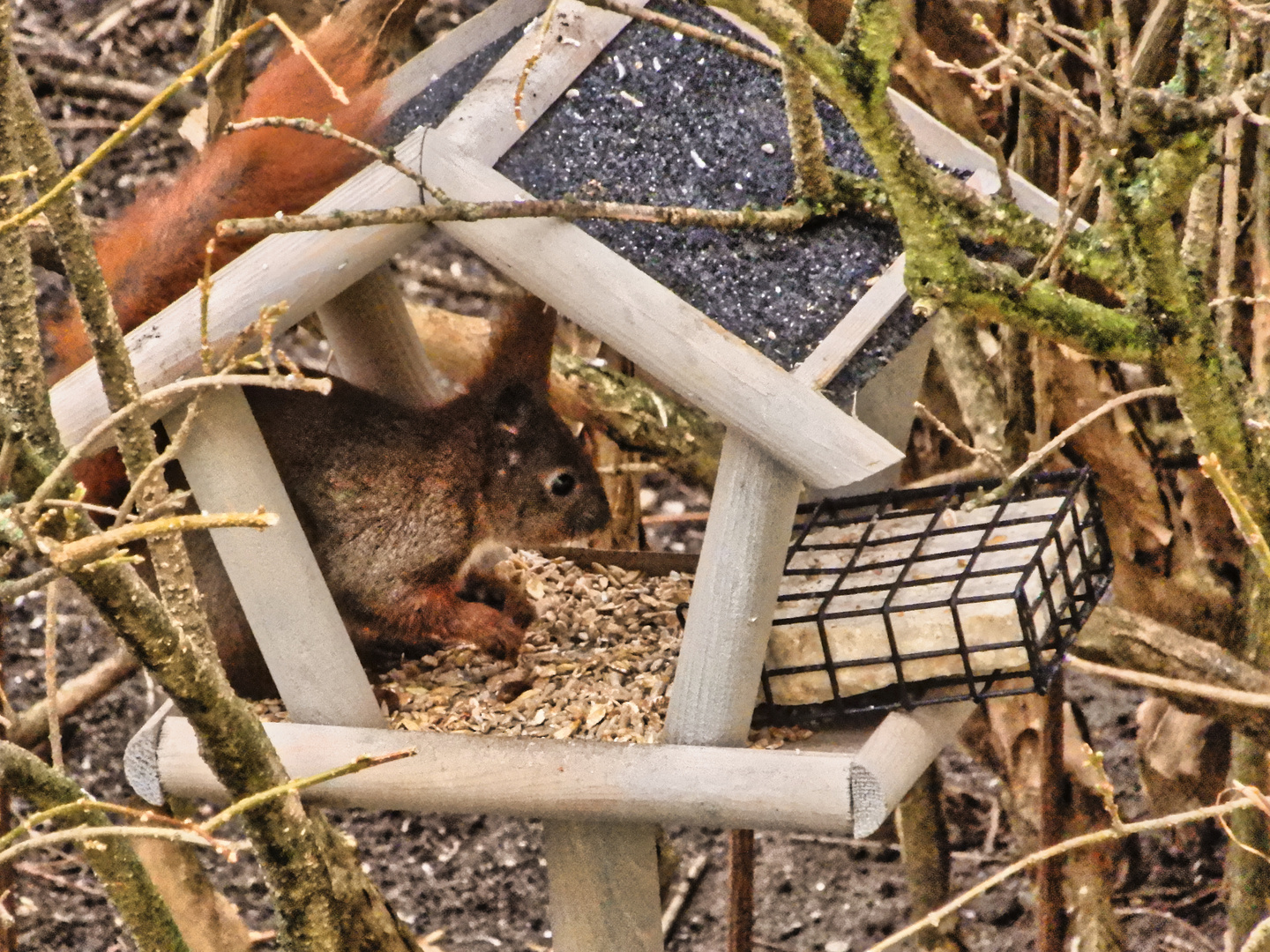 komischer Vogel