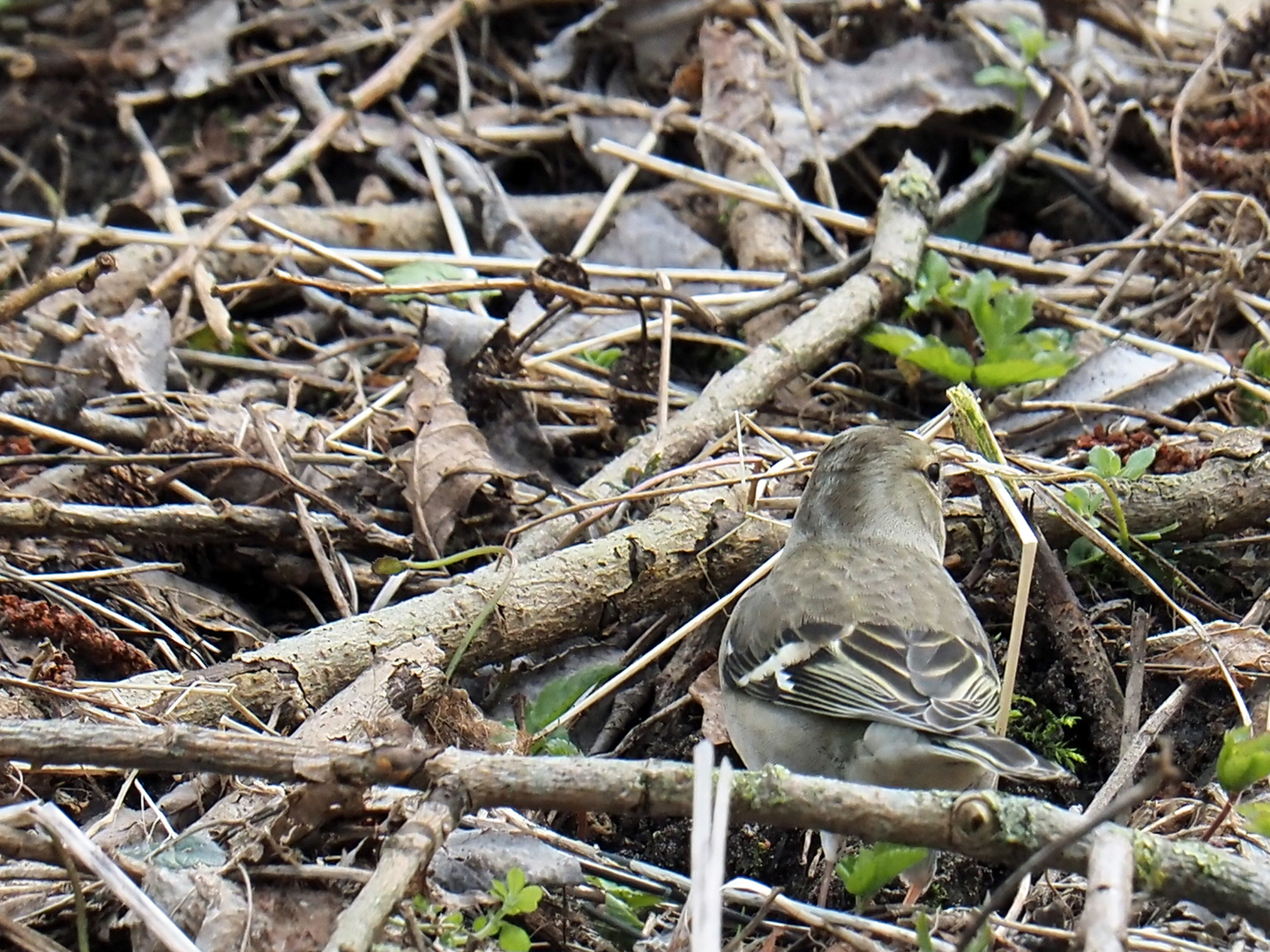 Komischer Vogel