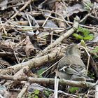 Komischer Vogel