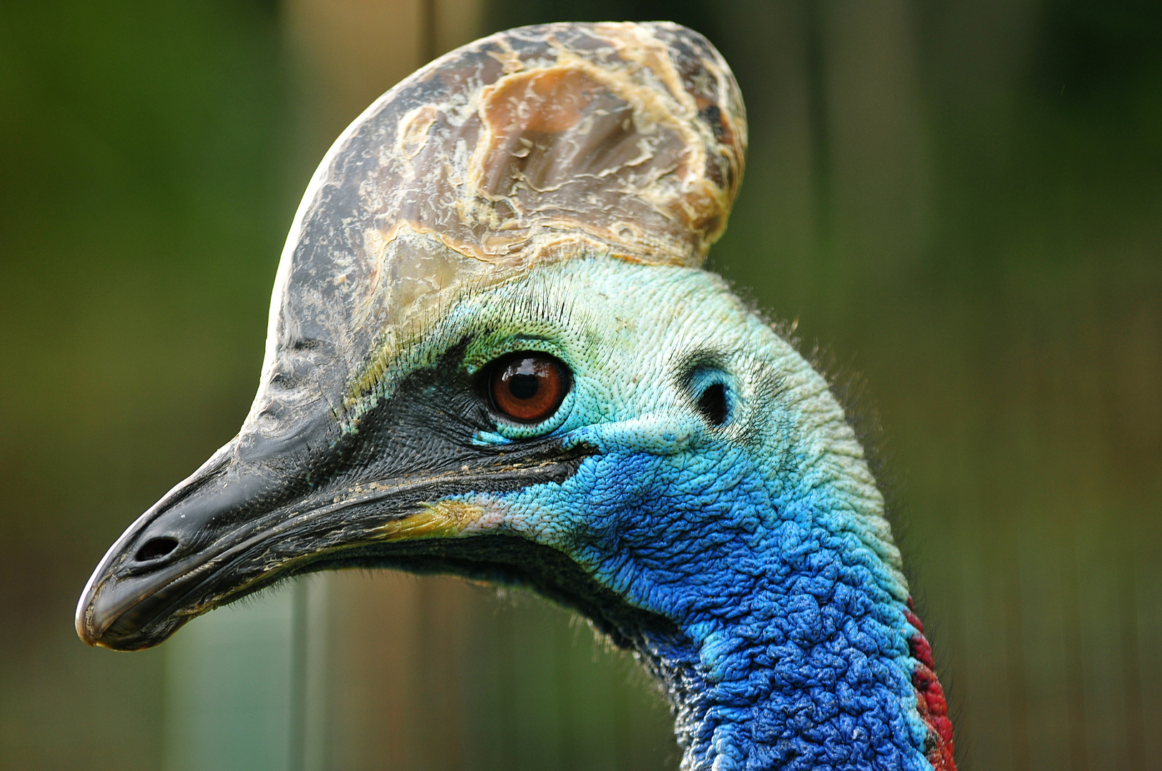 komischer Vogel