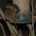 komischer Vogel an Futtersäule_NIKA8515