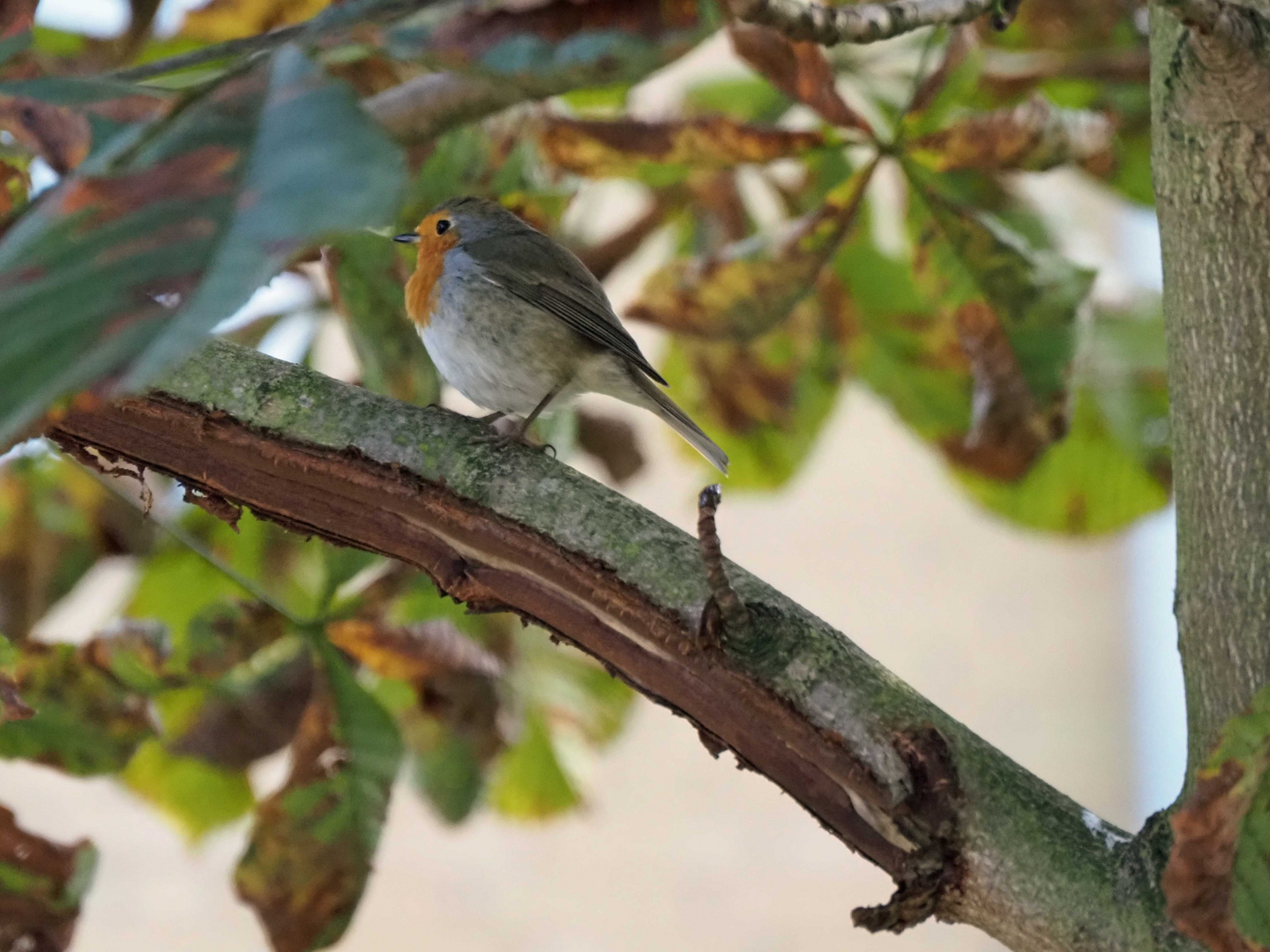 Komischer Vogel