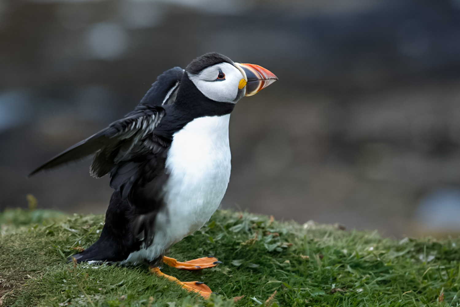 komischer Vogel