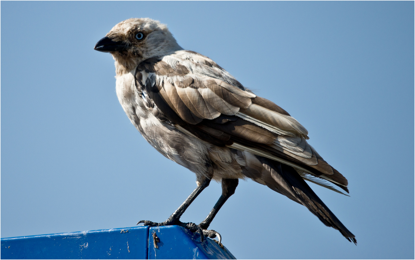 Komischer Vogel.....