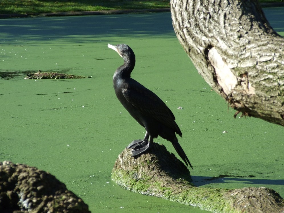 Komischer Vogel