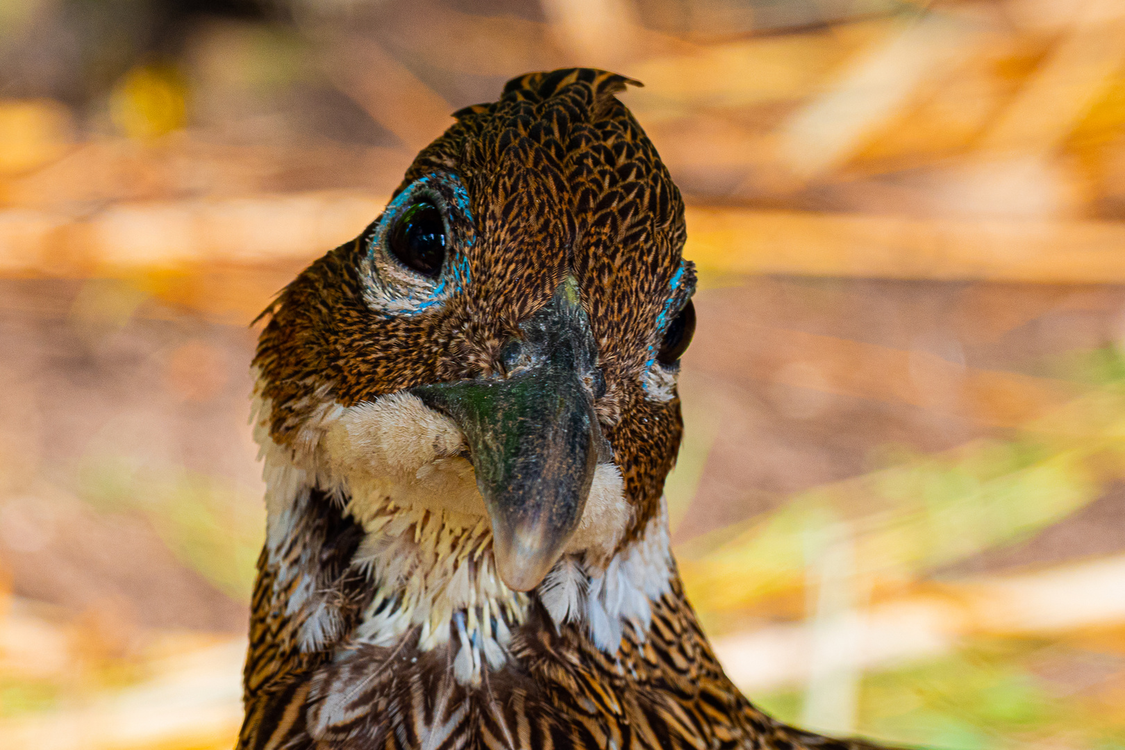 Komischer Vogel