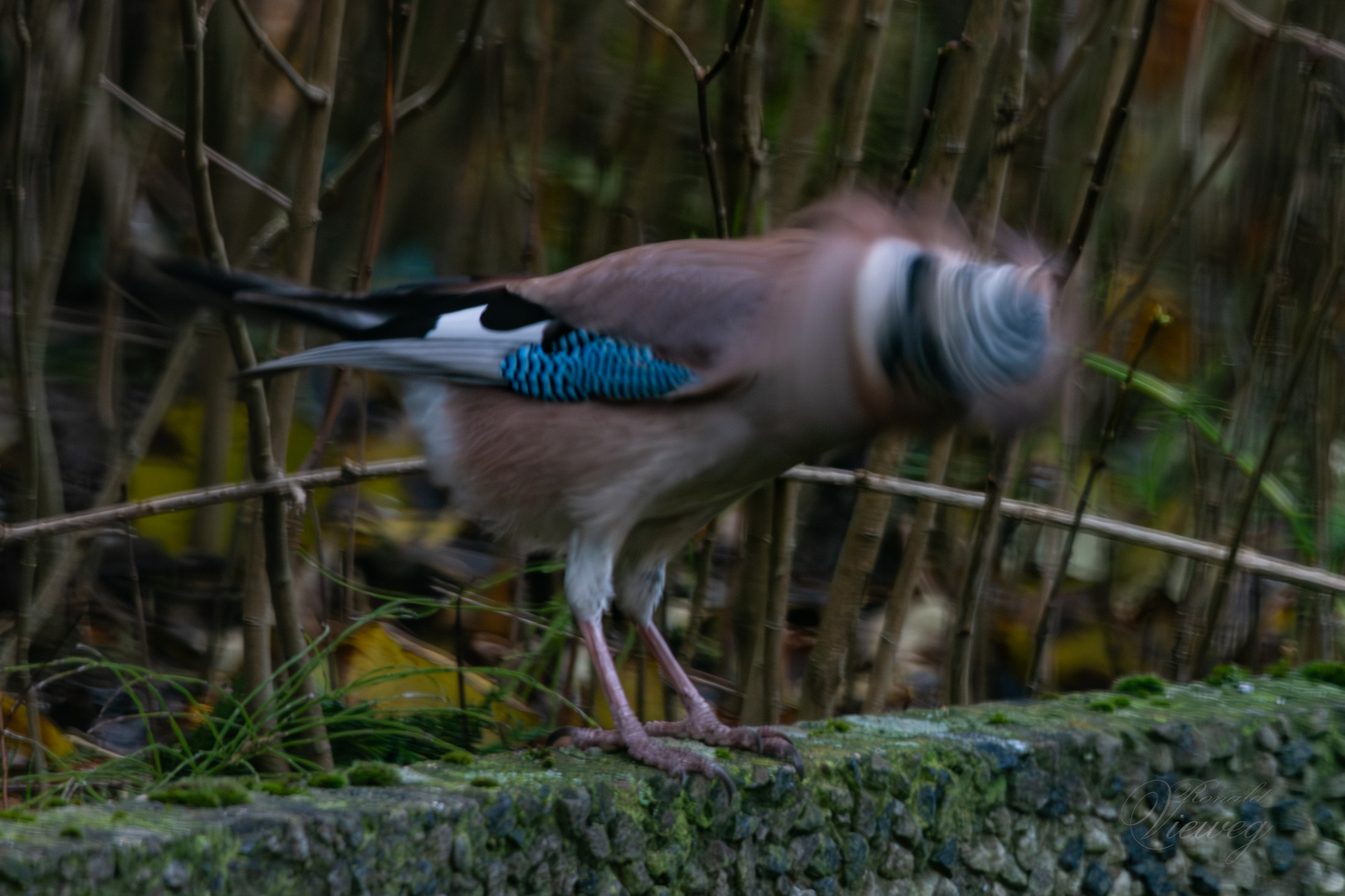 komischer Vogel ;-D