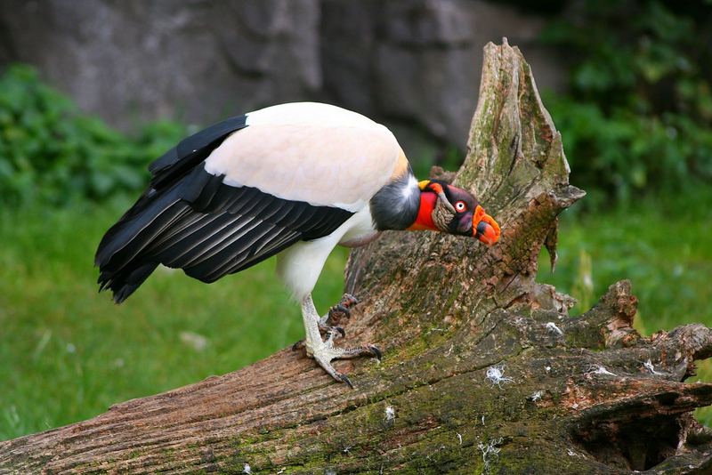 Komischer Vogel