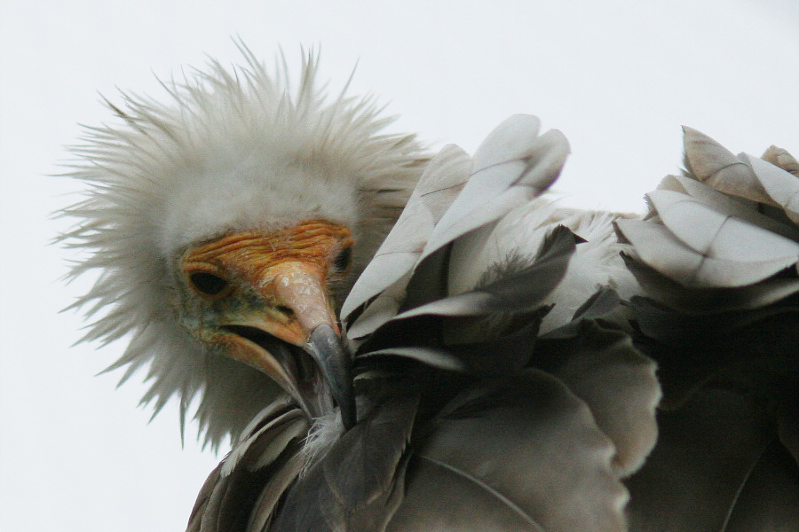 komischer Vogel