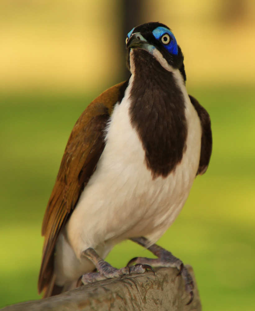 komischer Vogel