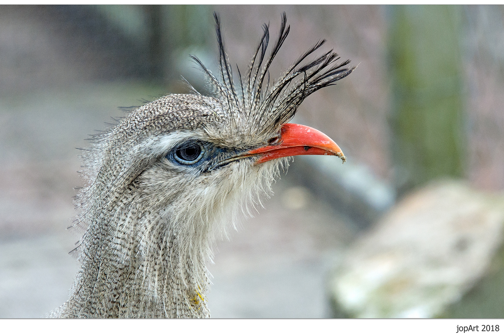 Komischer Vogel...