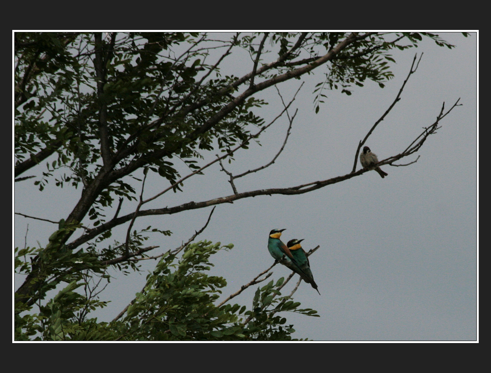 .komischer vogel, der im ersten stock. ;-)