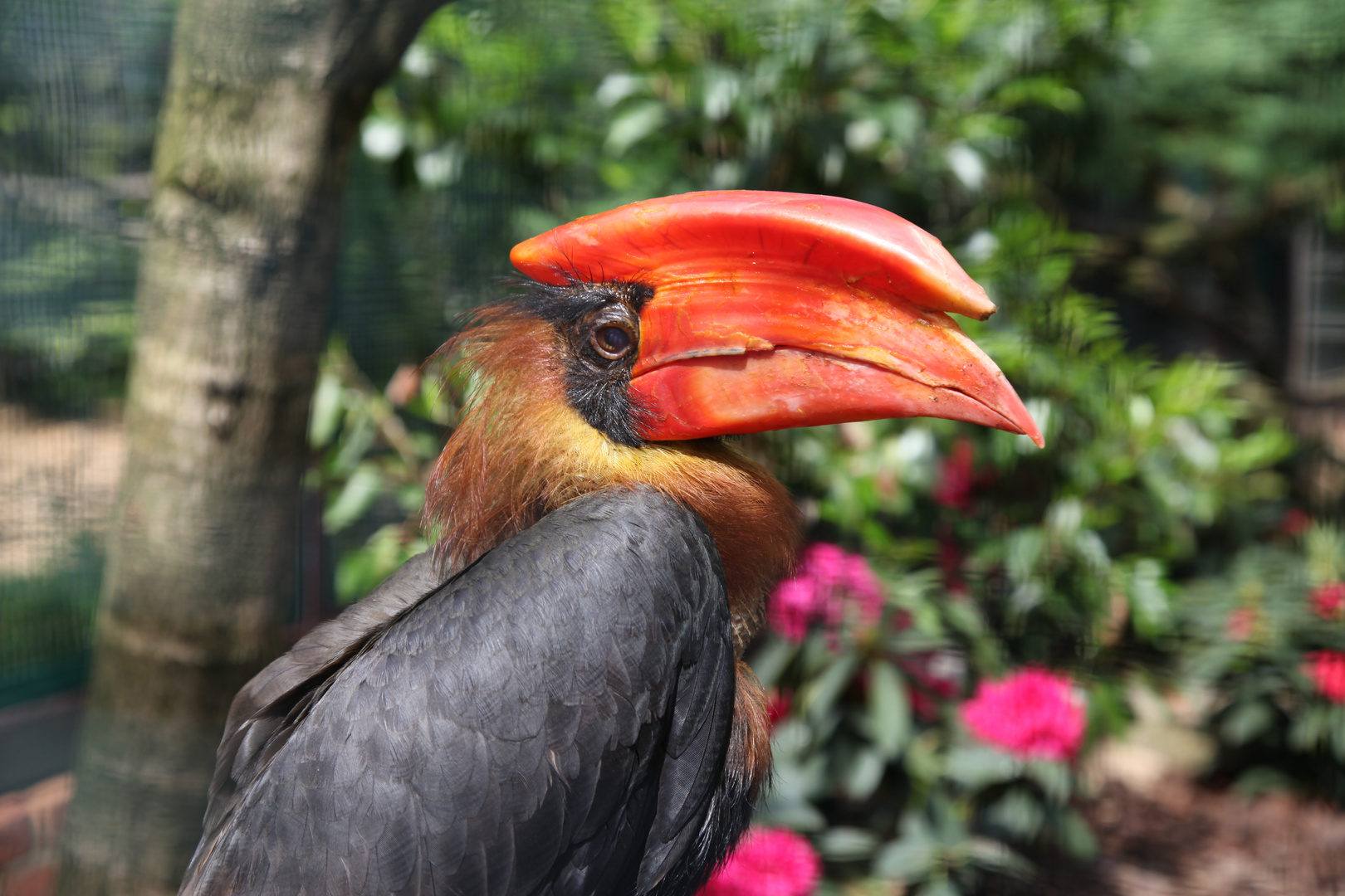 komischer Vogel