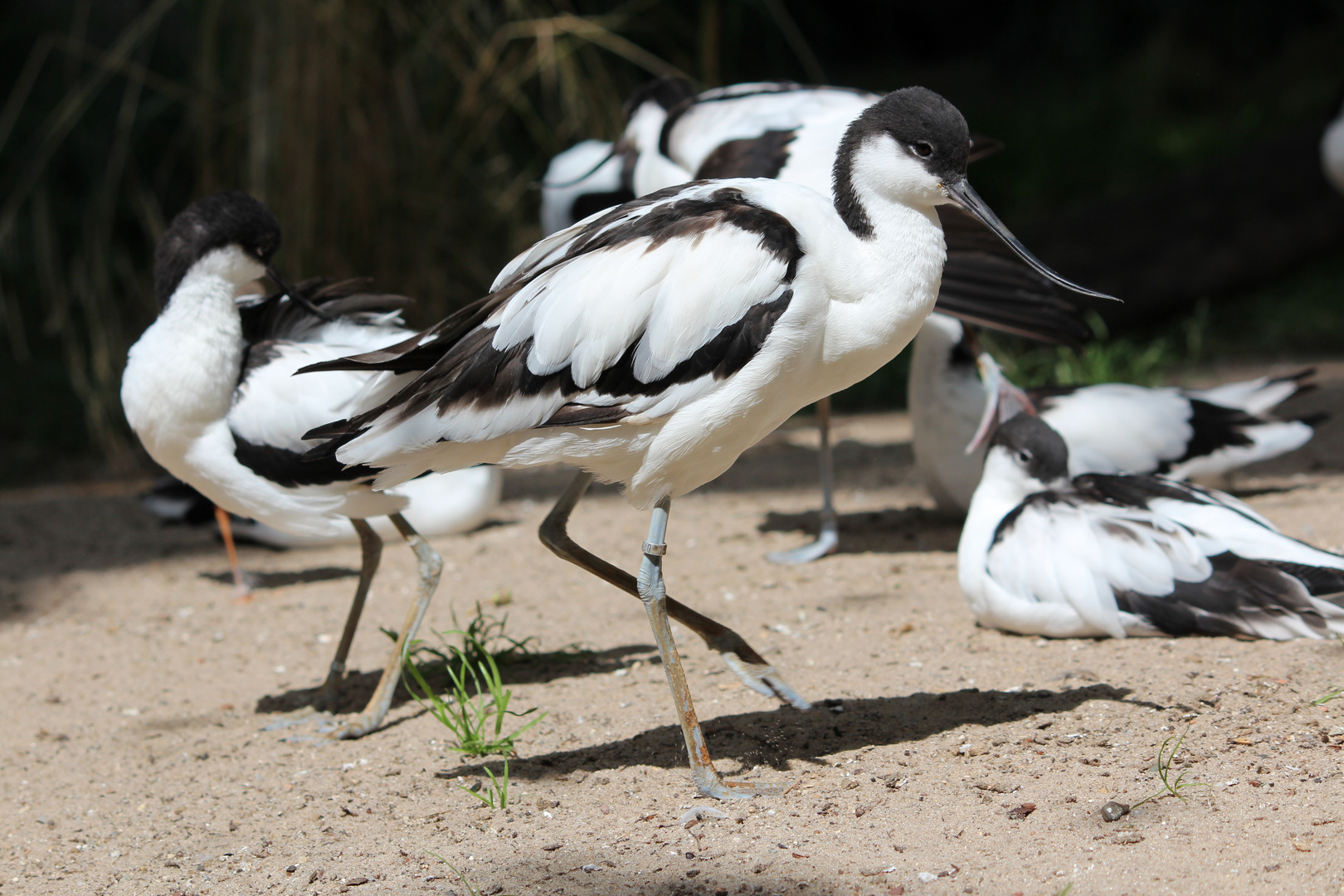 komischer Vogel