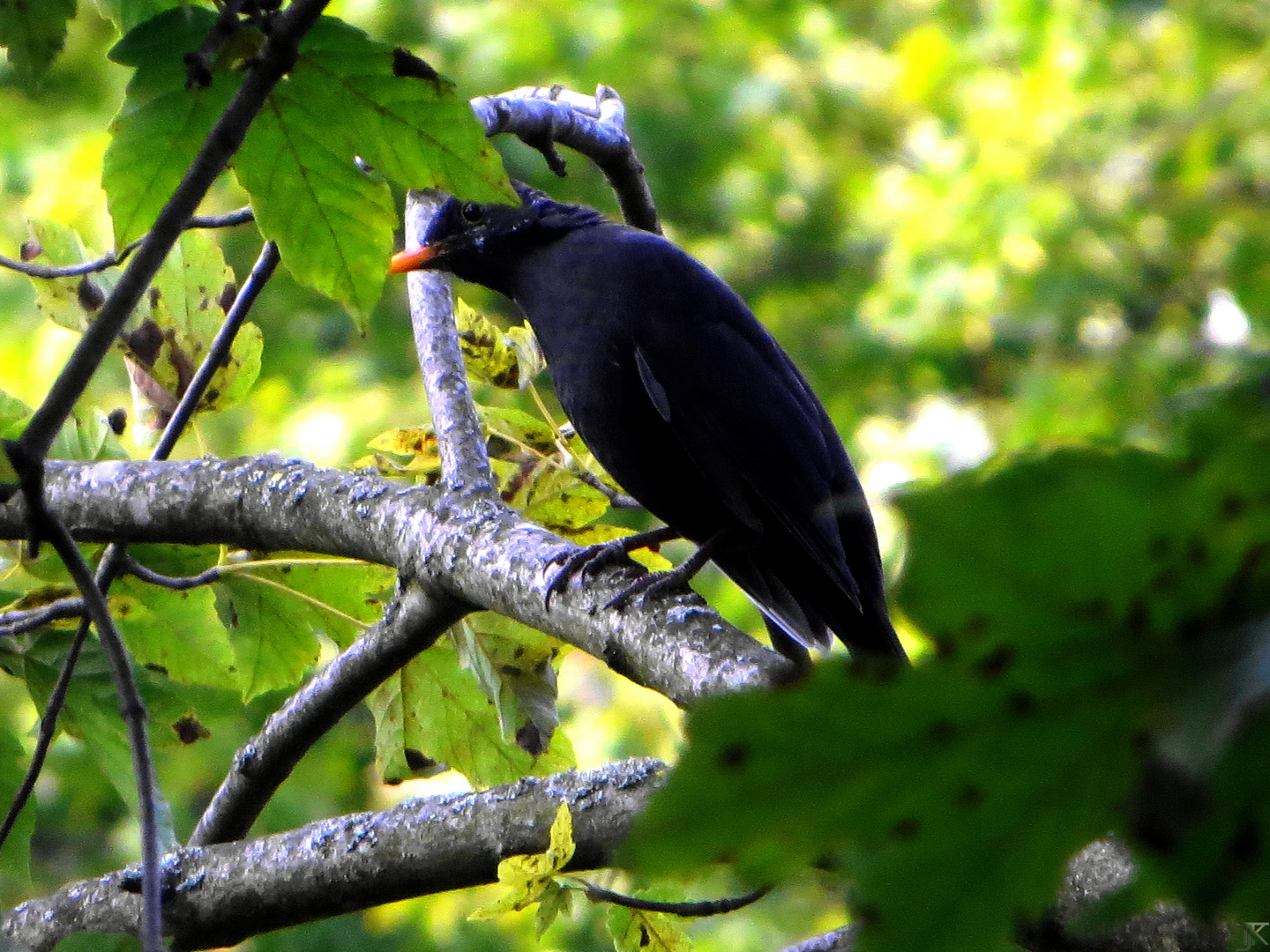 Komischer Vogel...