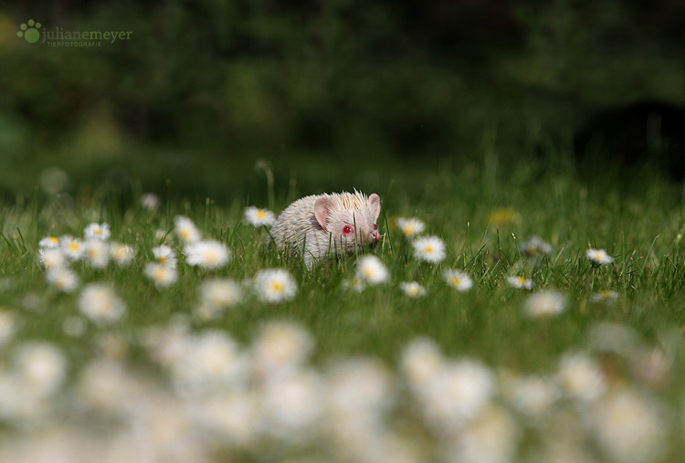 komisches Blümchen ;-)