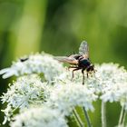 Komisches Fliegending