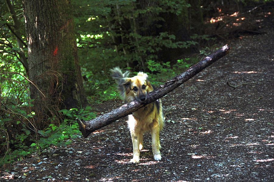 Komm, bring´s Stöckchen...