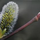 Komm doch lieber Frühling...