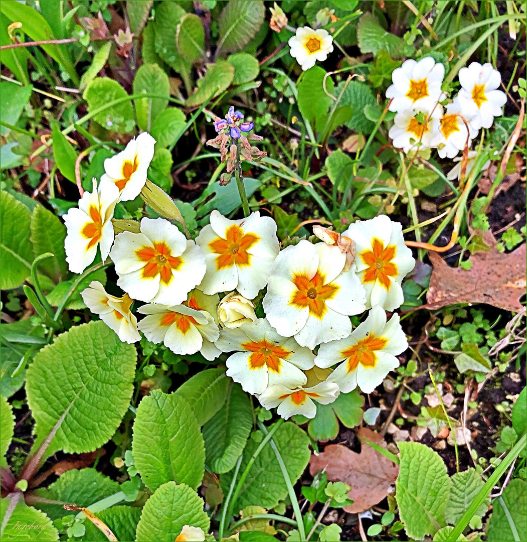 Komm doch, lieber Frühling . . .