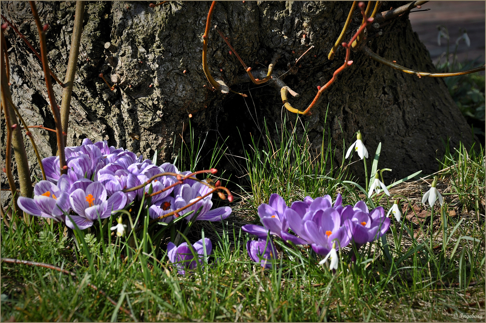 ¸.•*´`*•.¸ Komm doch, lieber Frühling ¸.•*´`*•.¸¸¸