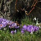 ¸.•*´`*•.¸ Komm doch, lieber Frühling ¸.•*´`*•.¸¸¸