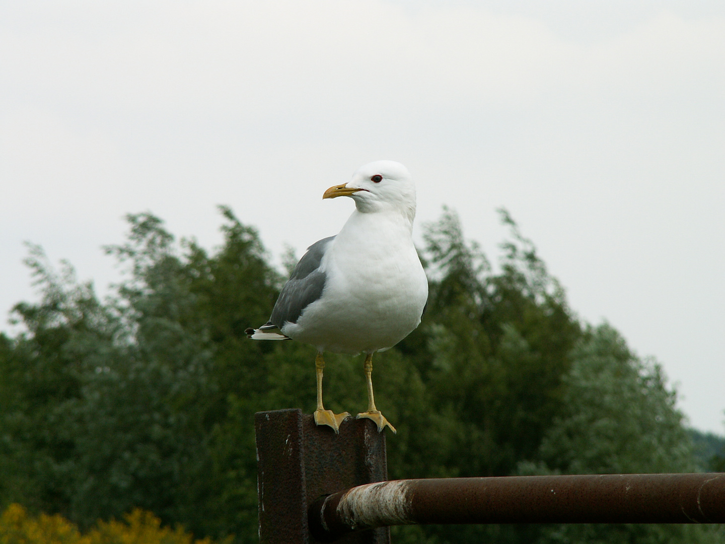 Komm doch ... (Möwe)