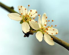 Komm, Frühling, komm!