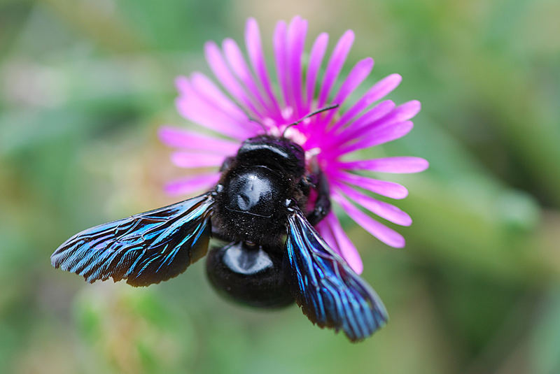 komm, großer blauer Käfer Foto & Bild tiere, wildlife, insekten Bilder auf