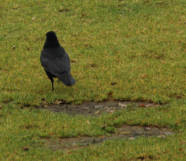 "Komm großer, schwarzer Vogel..."