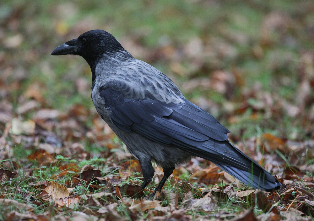 komm großer schwarzer Vogel