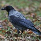 komm großer schwarzer Vogel