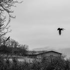 Komm großer schwarzer Vogel